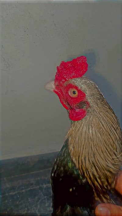 pure miawali aseel pahata