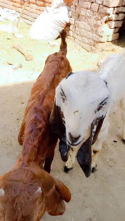 2 female ptah achi nasal ki