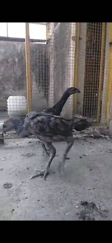 Blue dragon pair For sale jet black skin