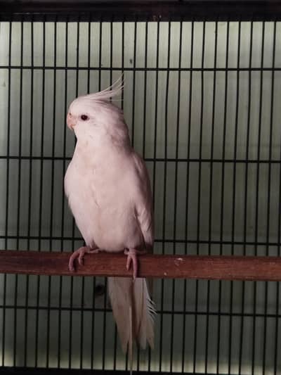 Cocktail breeder pair for sale