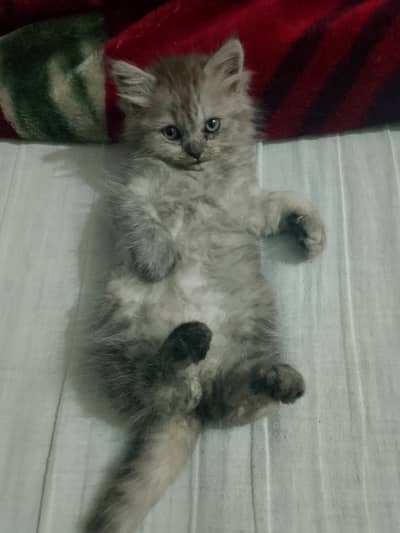 Persian kitten 2 months