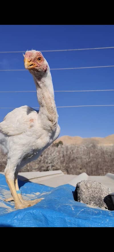 parrot beak long tail aseel