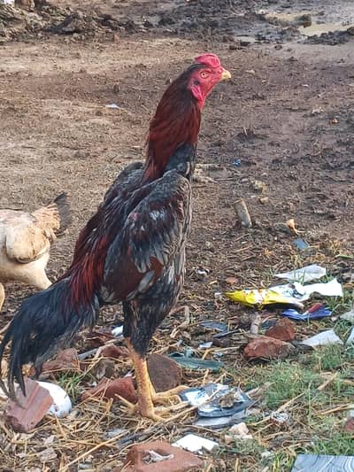 german shamo high quailty