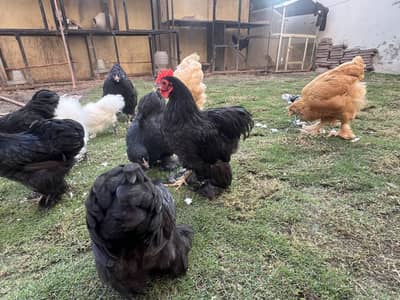 Black bantam cochin