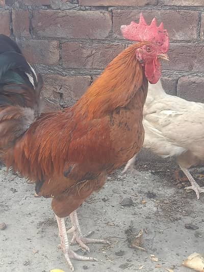 Desi Murga Urgent sale