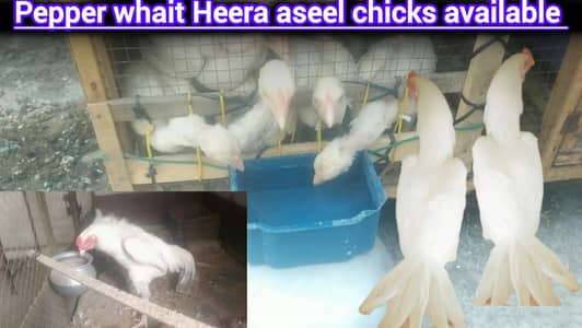 pepper whait Heera aseel chicks for sale
