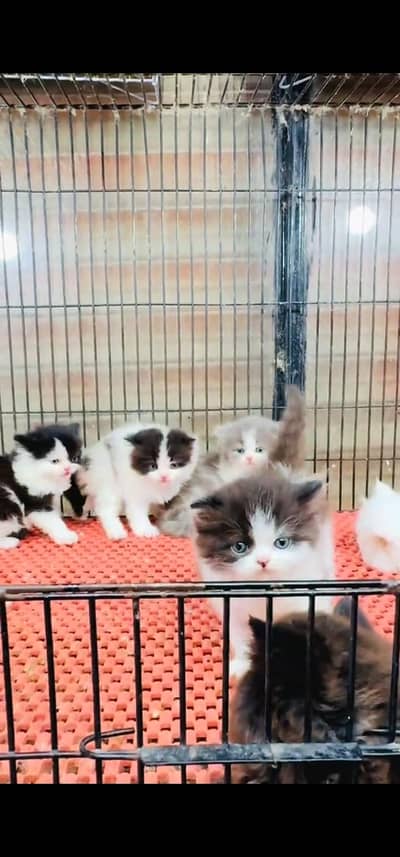 Quality Persian Punch face cat & kitten is 03233614642 WhatsApp