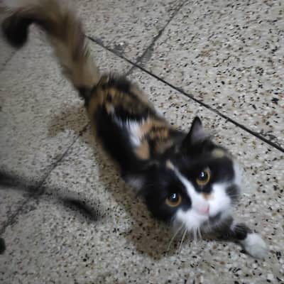 Pair for sale. Vaccinated.