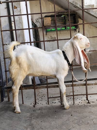 Gulabi Goats Pairs