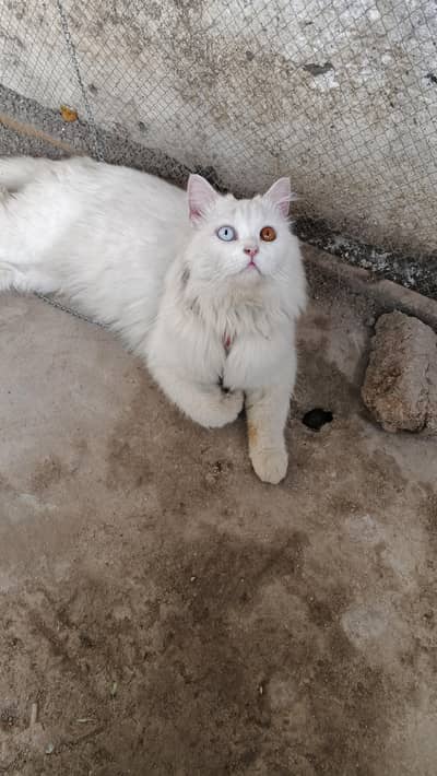 White Persian Male Cat for Mating – Odd Eyes