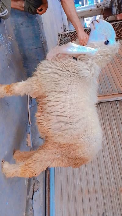 kajla chatra for sale