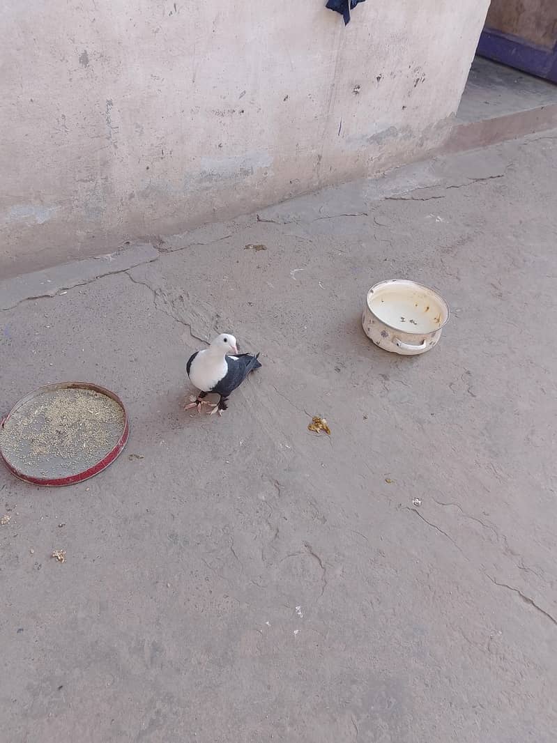 کربلائی فی میل 0