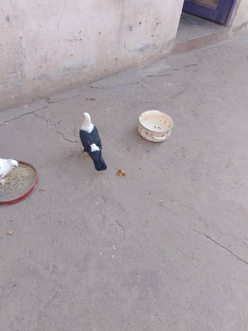 کربلائی فی میل 1