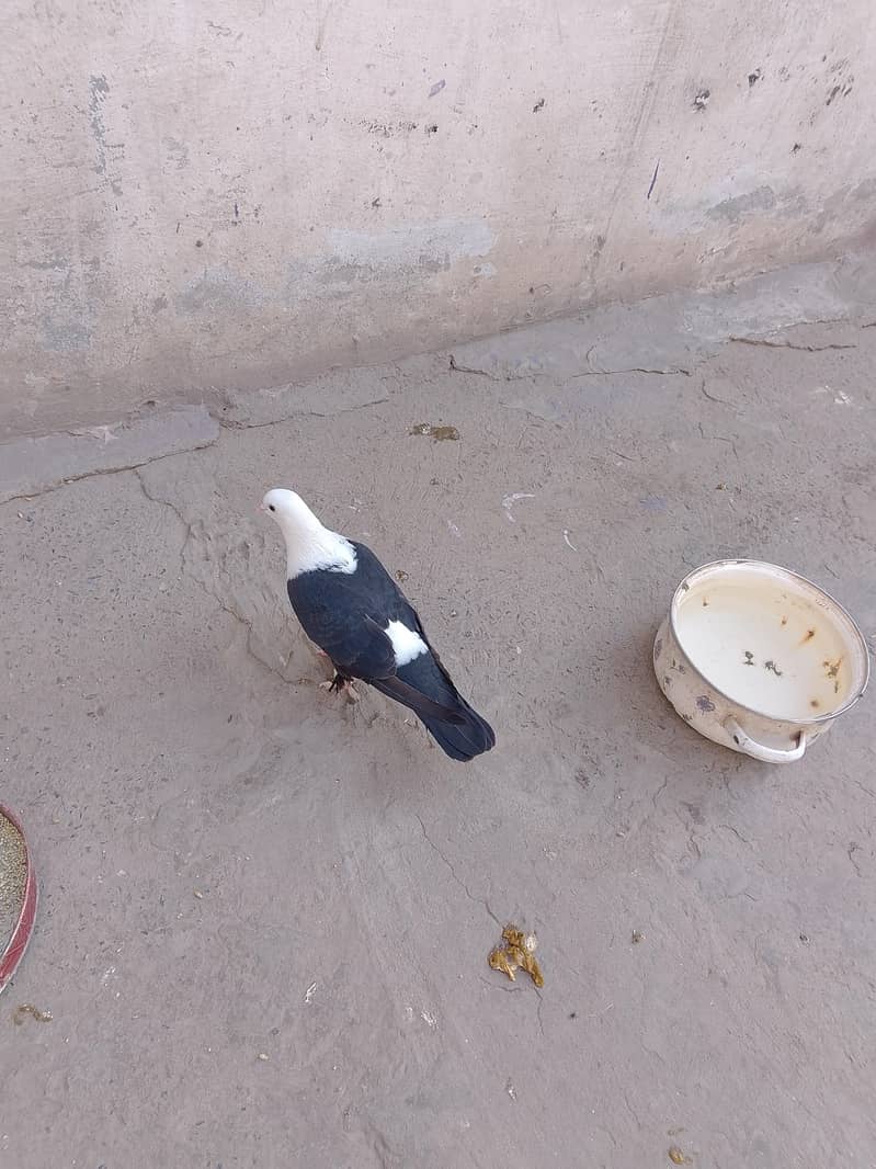 کربلائی فی میل 2