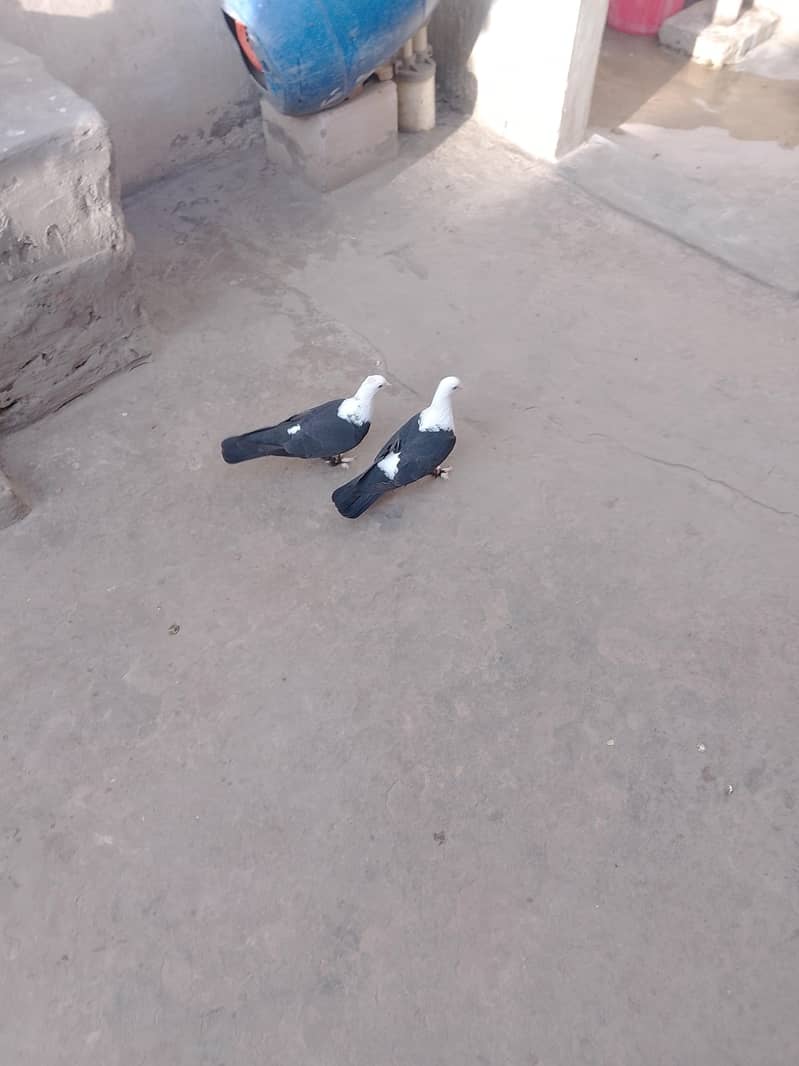 کربلائی فی میل 3