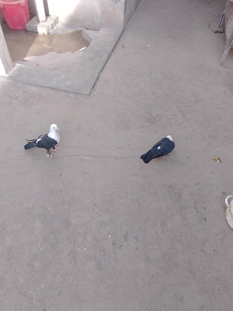 کربلائی فی میل 4