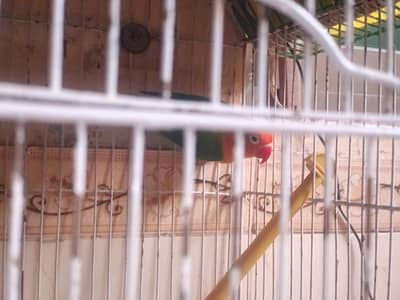 love bird and cage for;sale