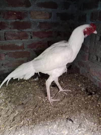 Herra patha only serious Bayer contact me