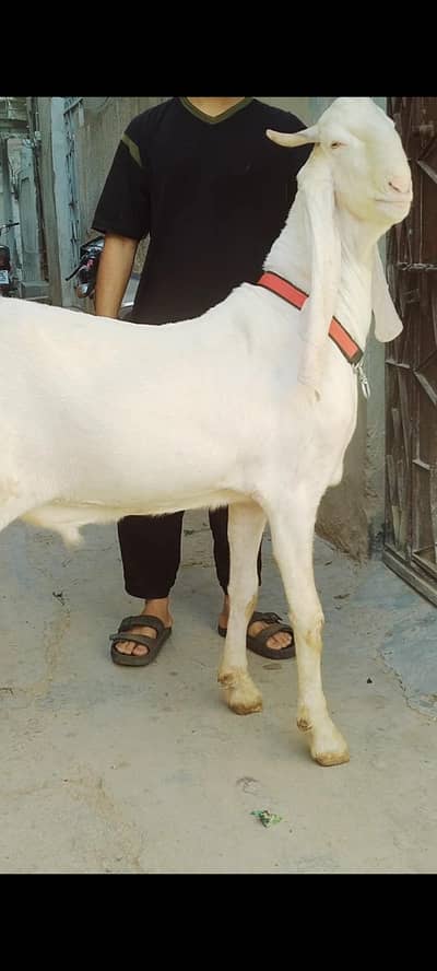 pure gulabi heavy i khassi bakra for sale