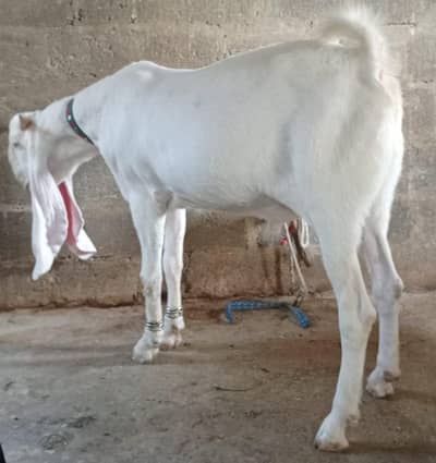 pure gulabi heavy i khassi bakra for sale