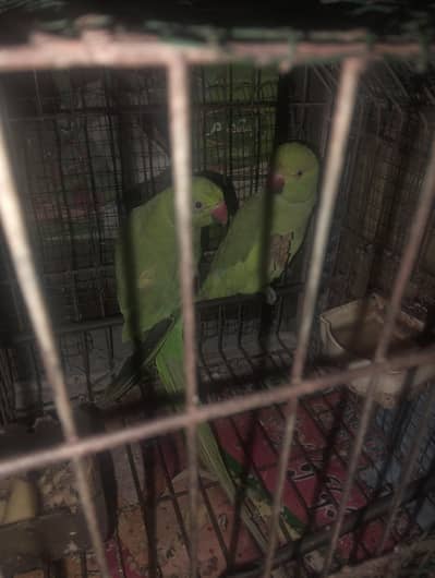 green ring for sale with out cage