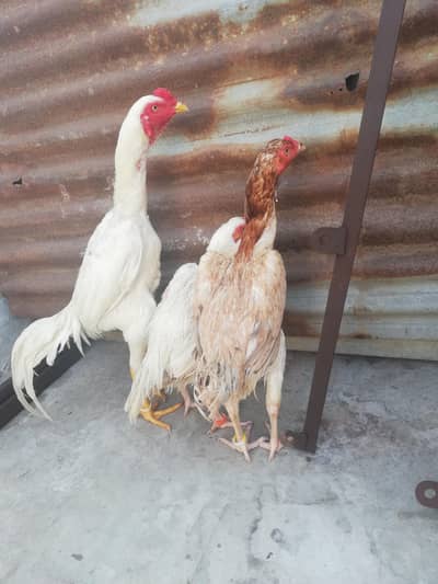 white shamo cross male+heera aseel female+shamo cross femail