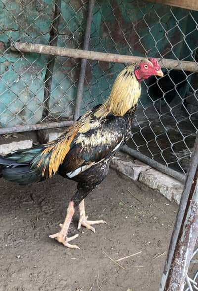 Aseel parmoz patha murgha for sale