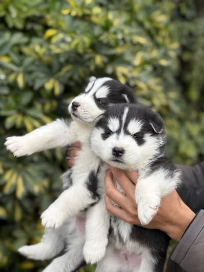 Siberian husky puppies for sale call WhatsApp 03291036893