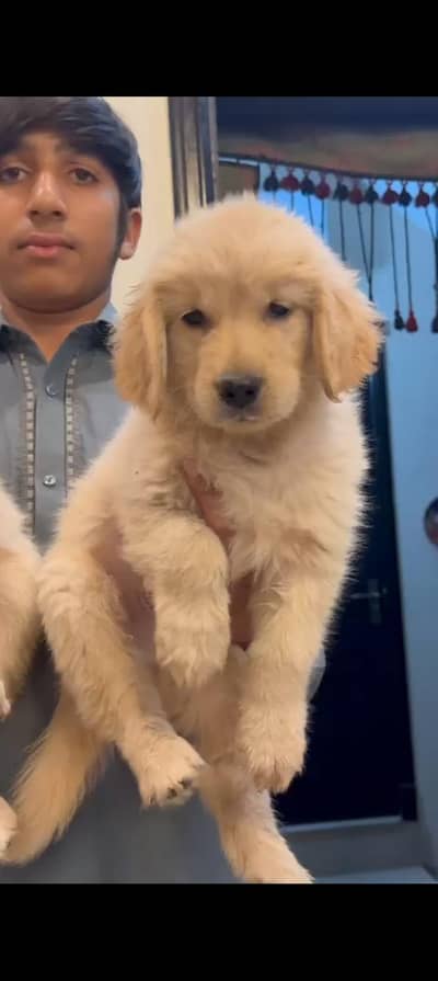 Golden retriever PAIR/DOG