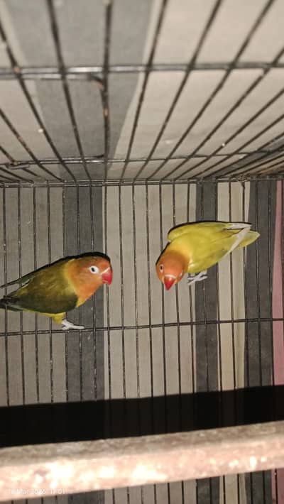 lovebirds pair