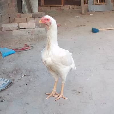 paper white shamo madi ring bird