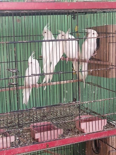 Eno cocktail Red eyes