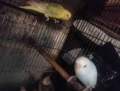 Australia parrot for sale  red eyes