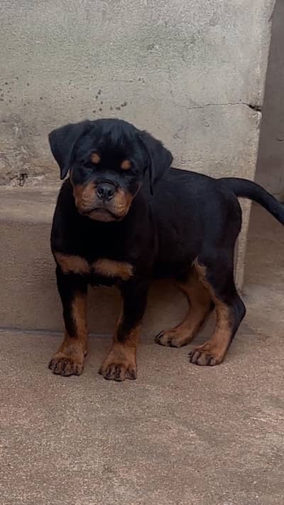 GERMAN ROTTWELLER PUPPY AVAILABLE FOR SALE