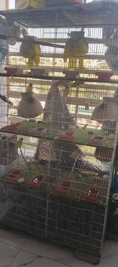 All pair with chicks and egg  with cage 8 portion