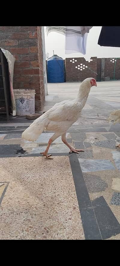 Black shamo | Shamo Aseel |