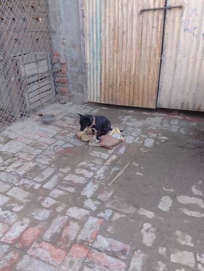 pista ya patty breed ha