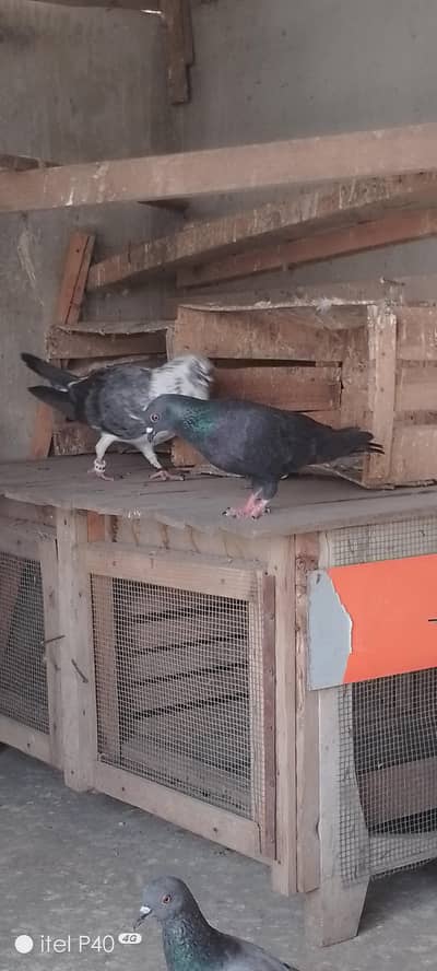 gola kabutar Lrtey huvy pkry hen 03132782119 wahtsp no600