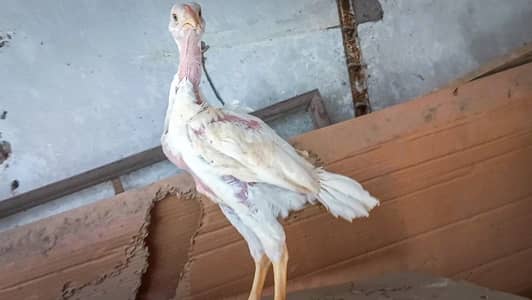 Heera | Qandhari | kandhari | Heera chicks | Aseel | chicks| PAIR |