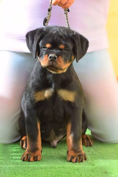 EXCEPITIONAL QUALITY PUNCH FACE ROTTWELLER PUPPY FOR SALE