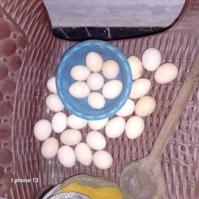 Desi or Golden Fertile Andy ghar k