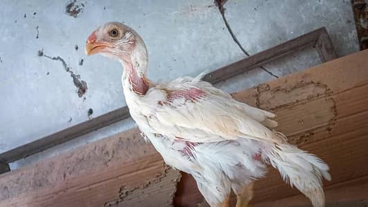 Heera | Aseel chicks | chicks | Aseel | Pair |