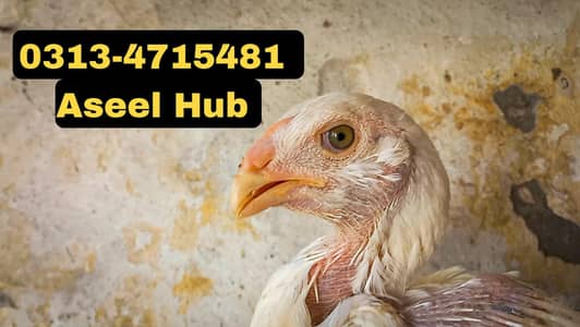 Heera | Aseel chicks | chicks | Aseel | Pair |