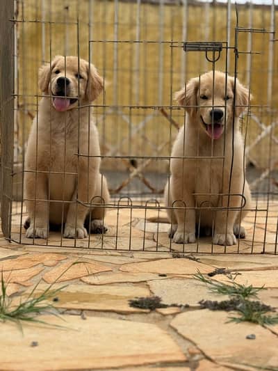 AMERICAN GOLDEN RETRIVER PUPPY AVAILABLE FOR SALE