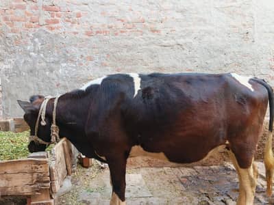 friesian cross hiffer