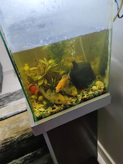 aquarium with fishes