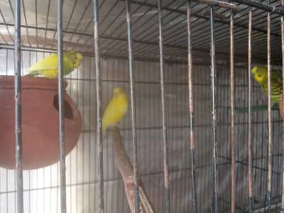 Love birds, Australians and Cages for sale