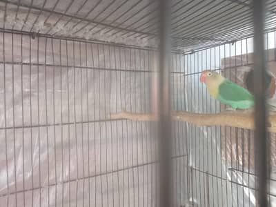Love birds and Cages for sale