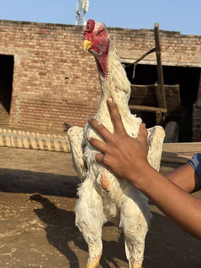 Quality German O Shamo Male