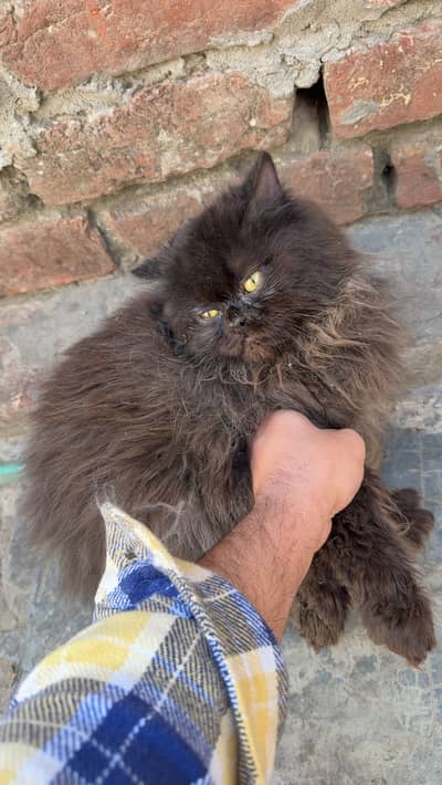 Male Baby Cat 3riple coat hairs